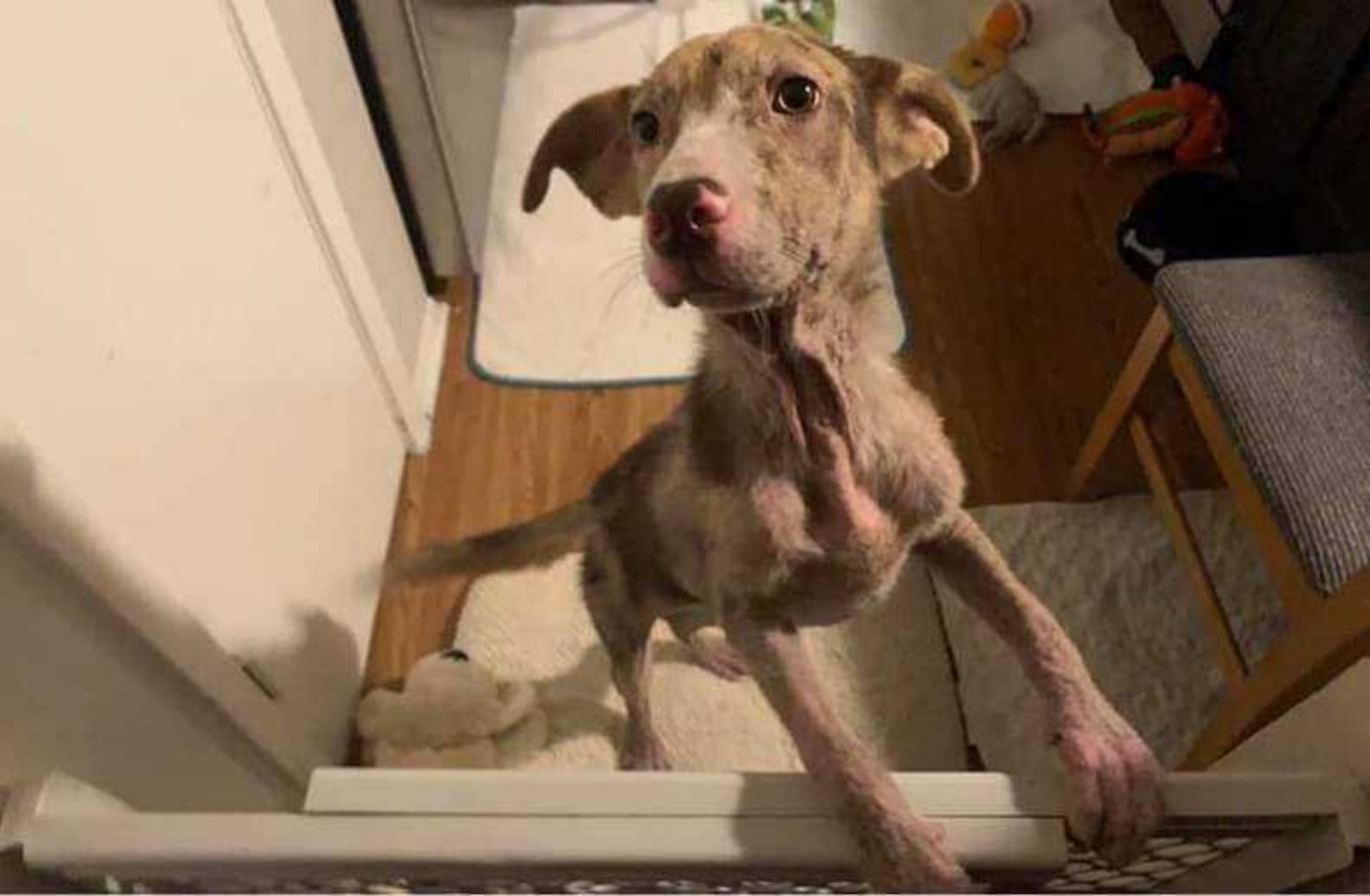 Cane randagio trova posto su una veranda