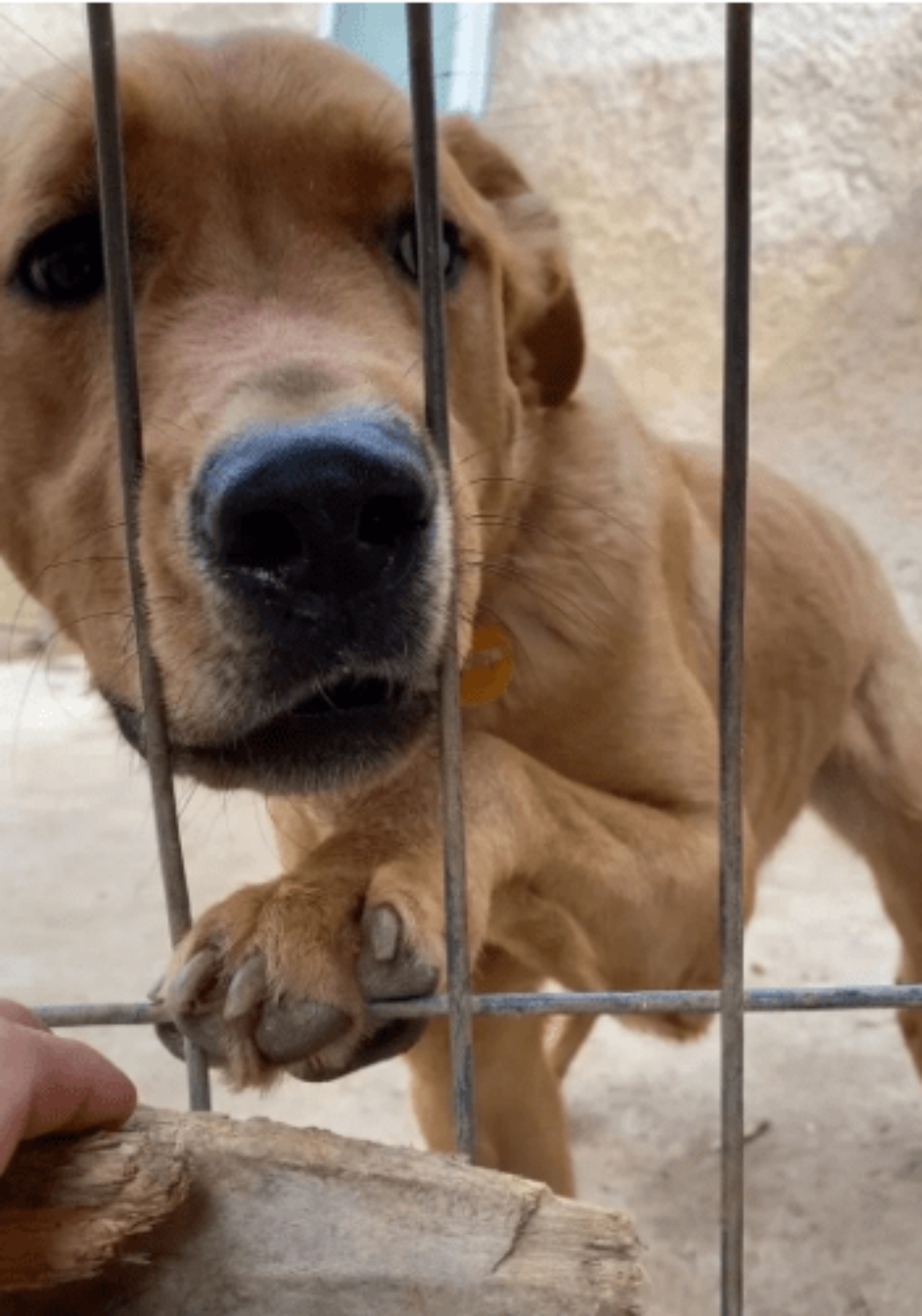 Cane restituito dopo 3 giorni