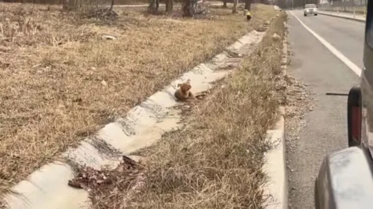 Cane salvato da un camionista per strada