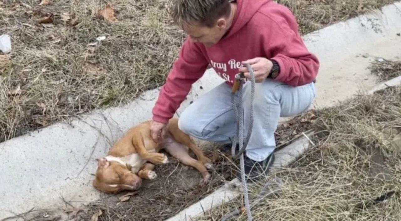 Cane salvato da un camionista per strada