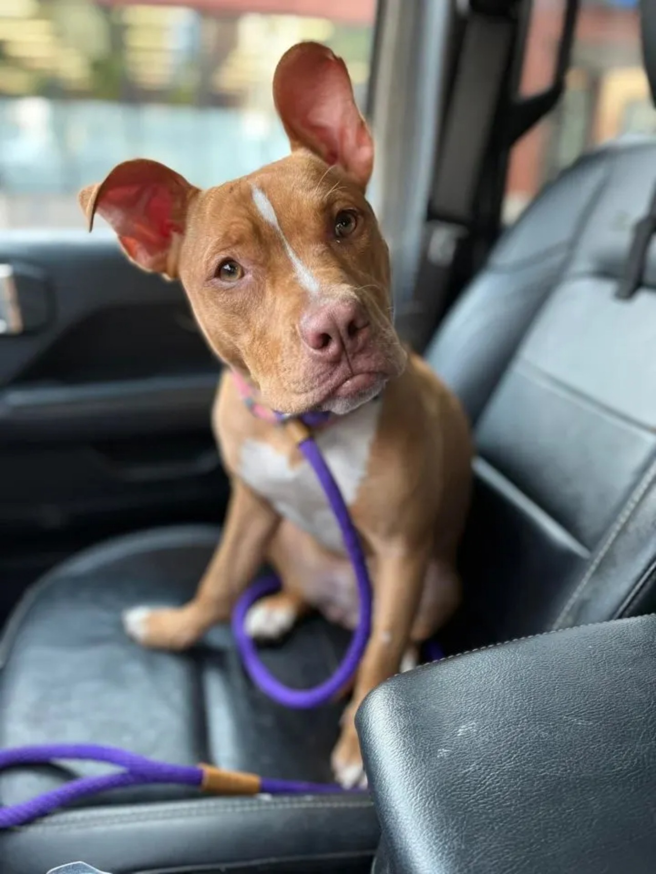 Cane salvato da un camionista per strada