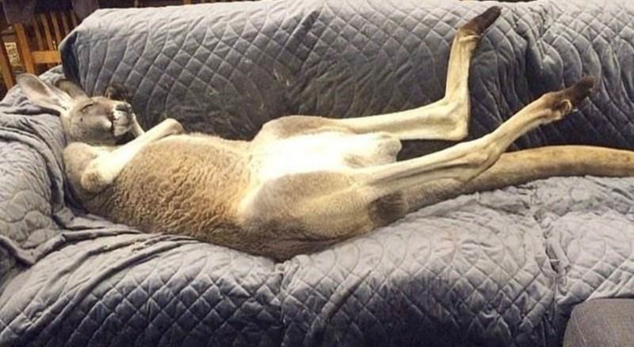 Canguro si rilassa sul divano