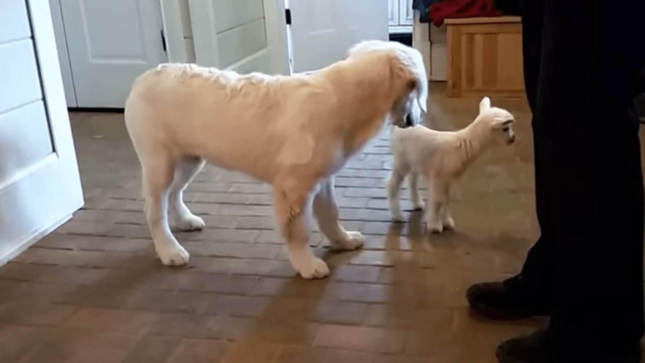 Capretta incontra un cucciolo