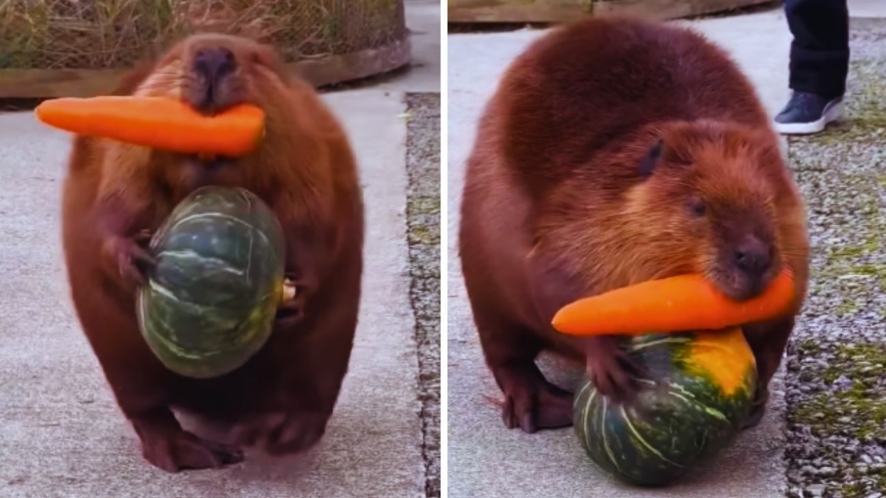 Castoro si carica di cibo in modo buffo