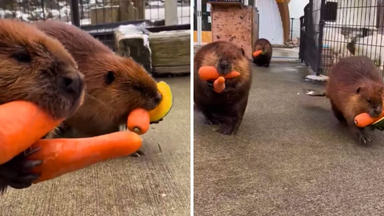 Castoro si carica di cibo in modo buffo