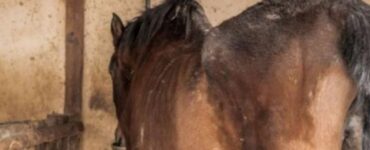 Cavallo denutrito salvato dai soccorritori