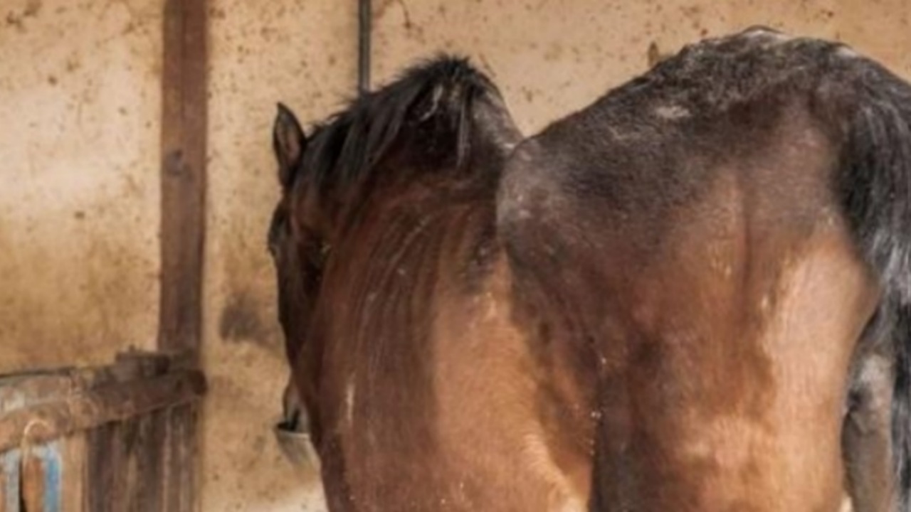 Cavallo denutrito salvato dai soccorritori