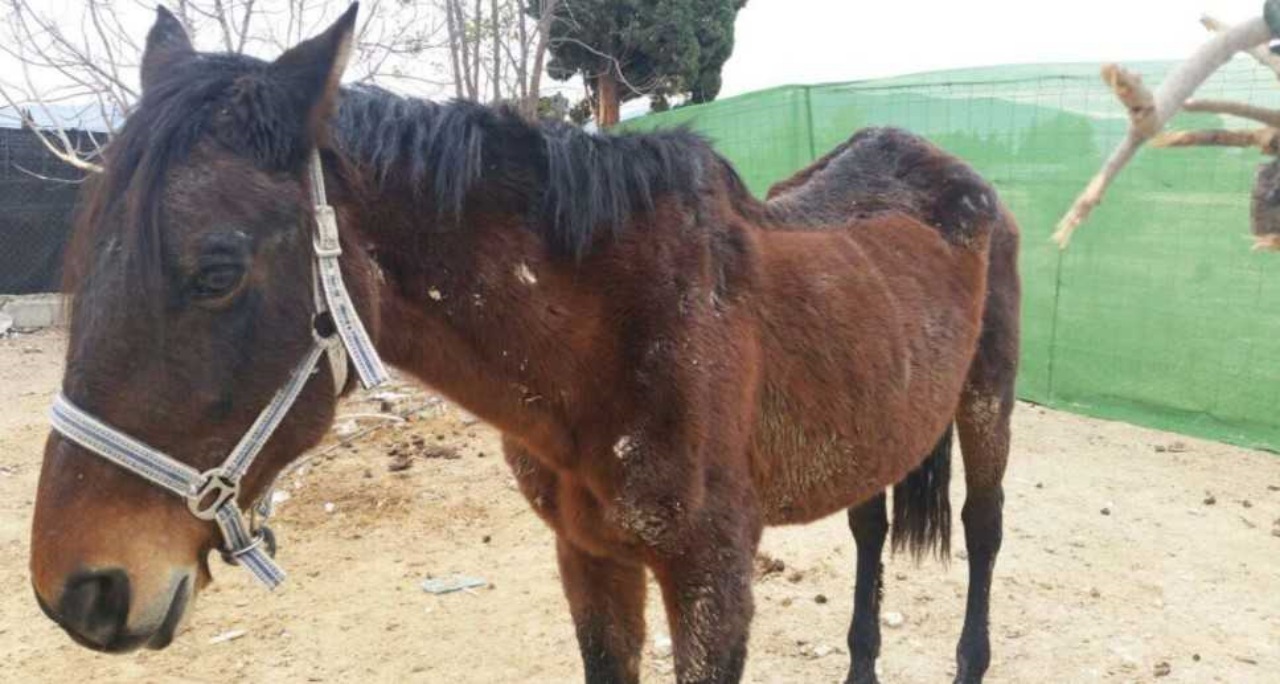 Cavallo denutrito salvato dai soccorritori