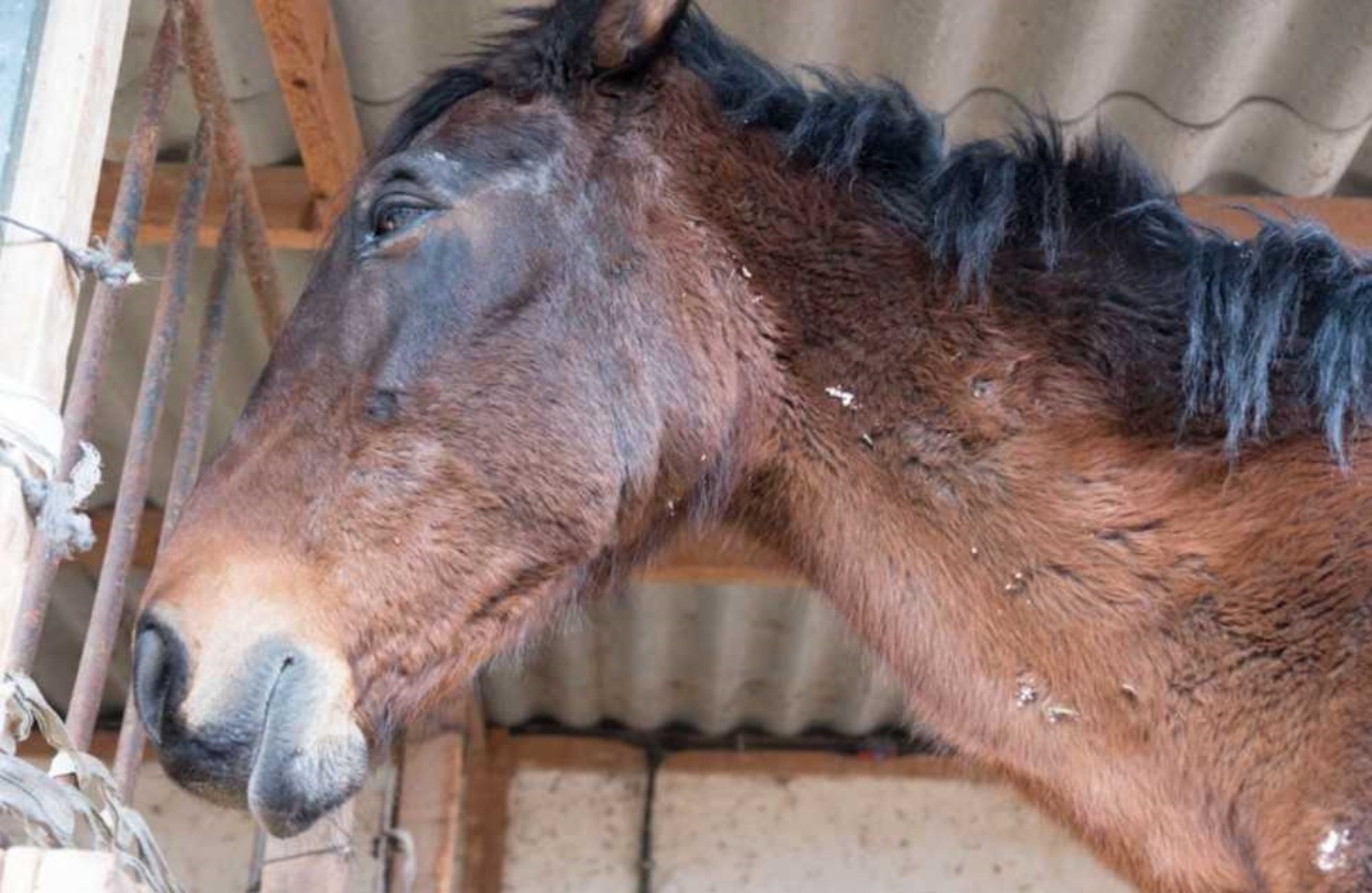 Cavallo denutrito salvato dai soccorritori