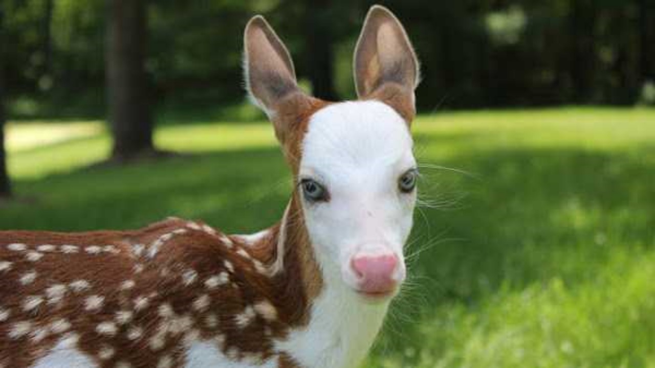 Cerbiatto con la faccia bianca