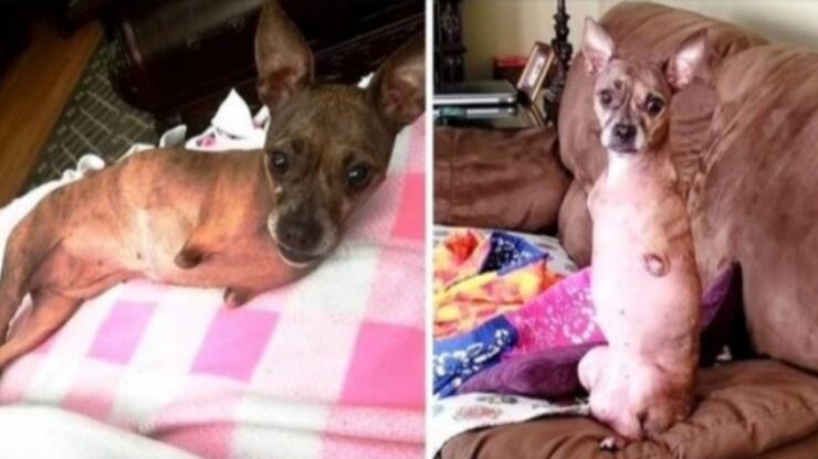 Chihuahua senza le due zampe anteriori trova una casa