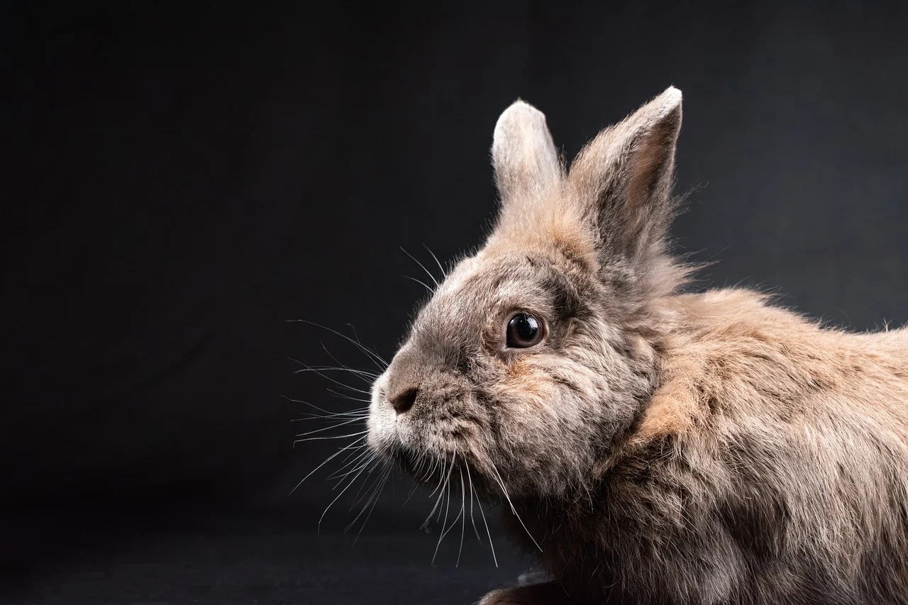 Coniglio: un animale da non adottare