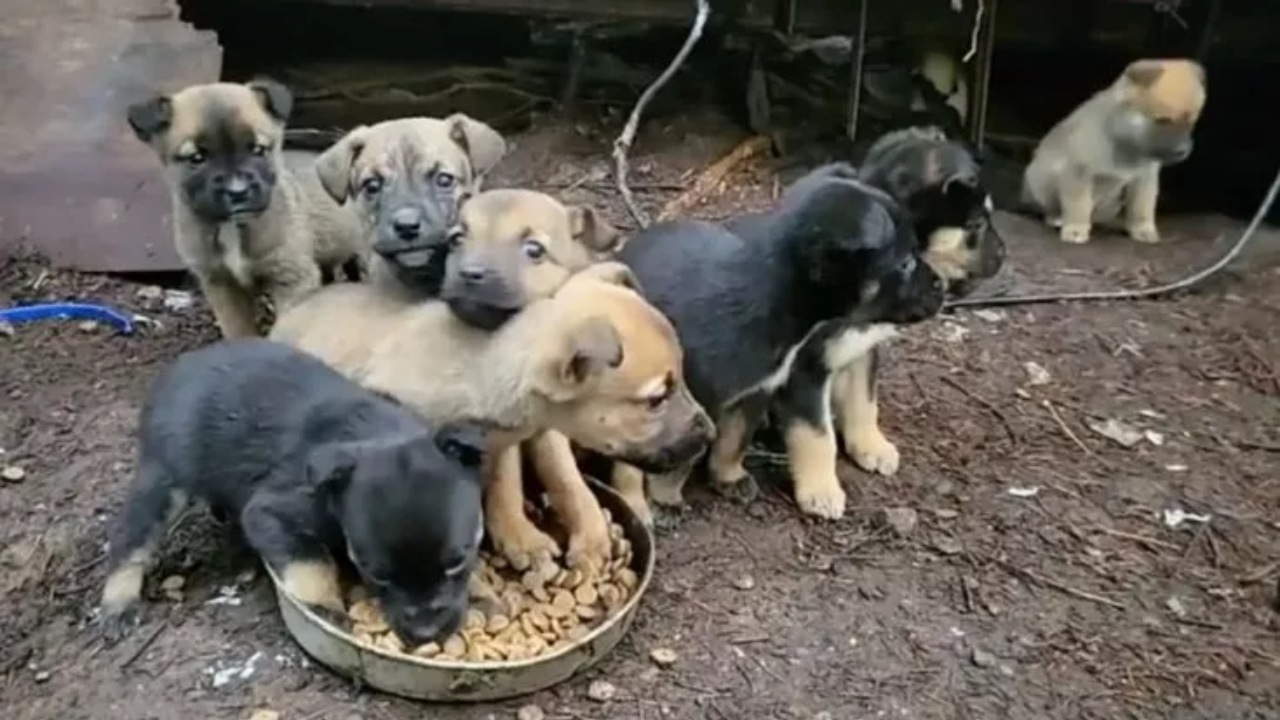 Cucciolata dietro la roulette