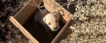 Cucciolo abbandonato in una scatola