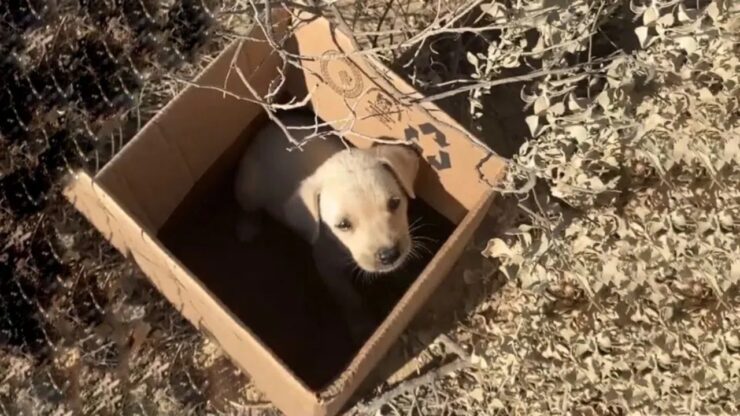 Cucciolo abbandonato in una scatola