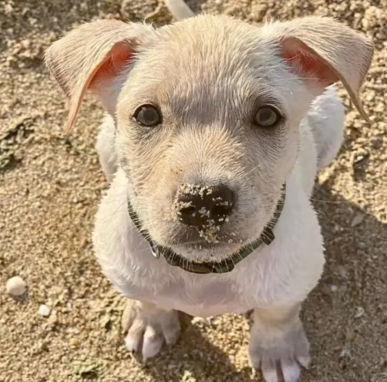 Cucciolo abbandonato in una scatola