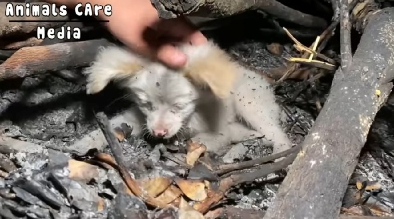 Cucciolo abbandonato in una discarica