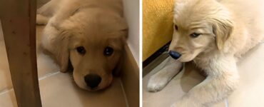 Cucciolo di Golden Retriever distrugge il divano