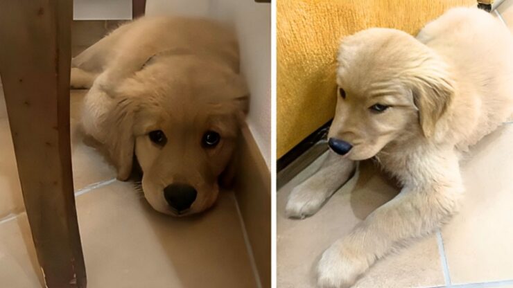 Cucciolo di Golden Retriever distrugge il divano