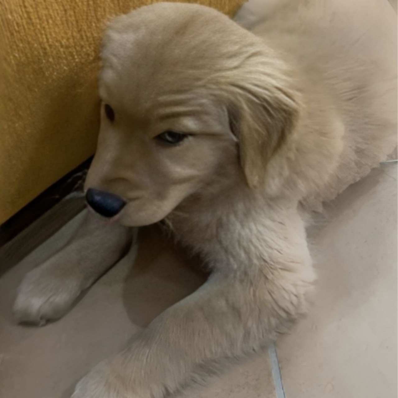 Cucciolo di Golden Retriever distrugge il divano