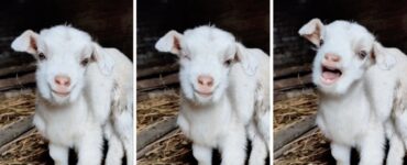 Cucciolo di capra conquista il web