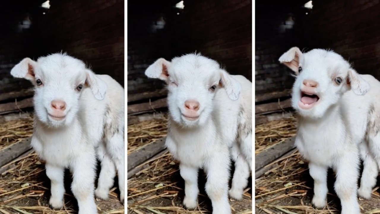 Cucciolo di capra conquista il web