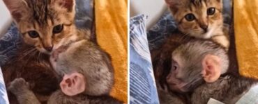 Cucciolo di scimmia si prende cura di un gattino