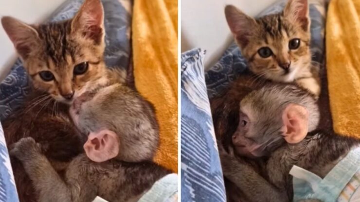 Cucciolo di scimmia si prende cura di un gattino