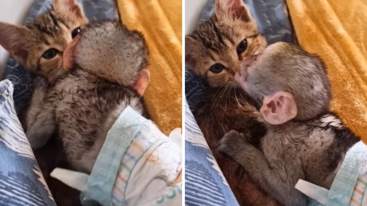 Cucciolo di scimmia si prende cura di un gattino