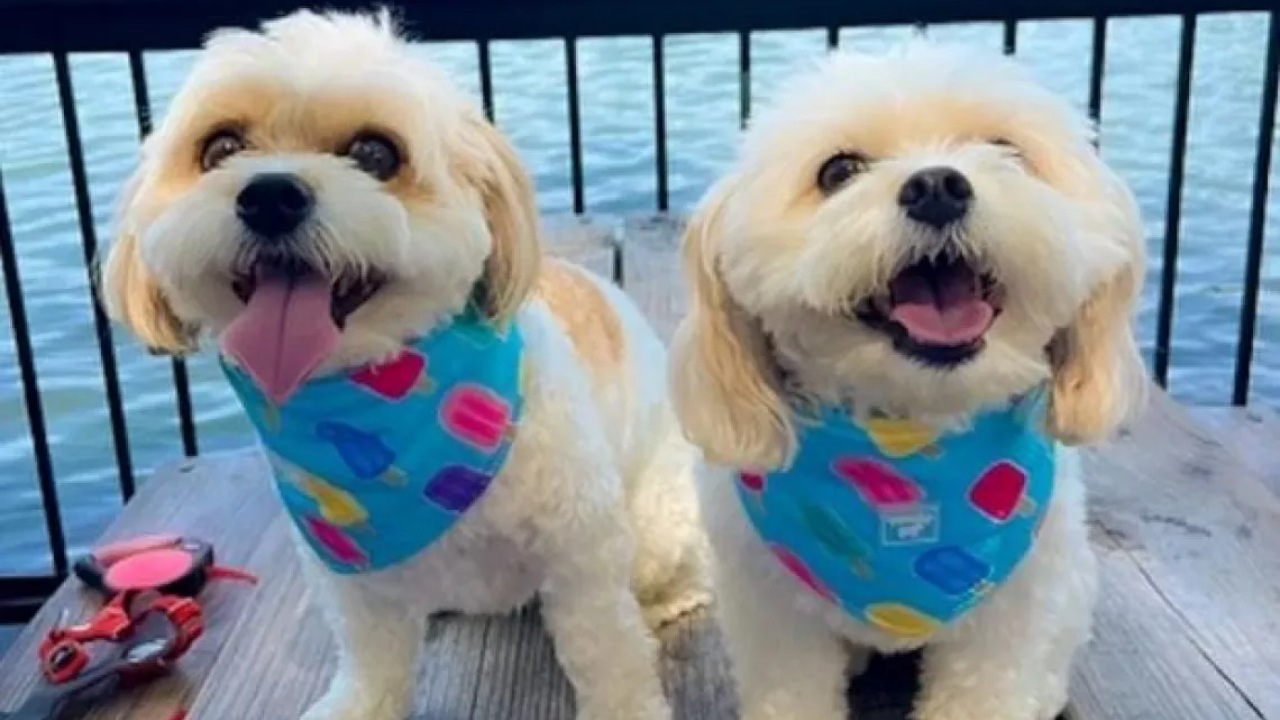 Due cagnolini scoprono di essere fratelli