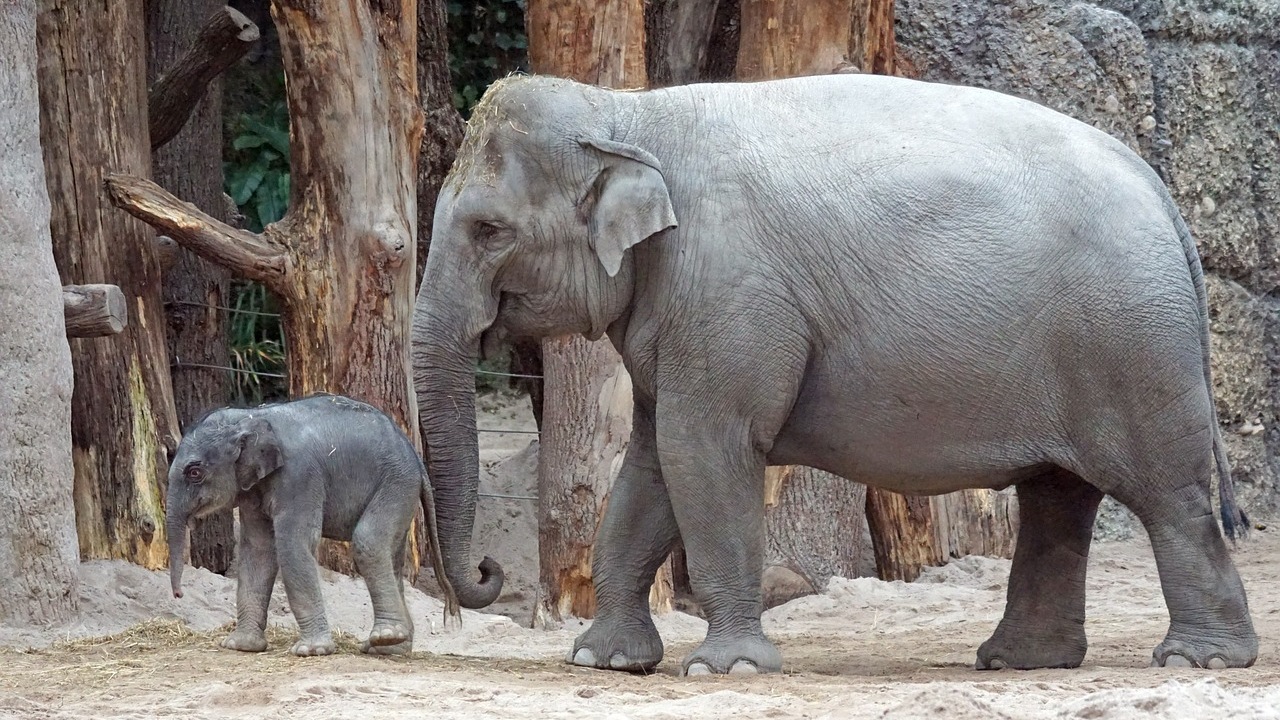 Gli elefanti asiatici seppelliscono i loro piccoli