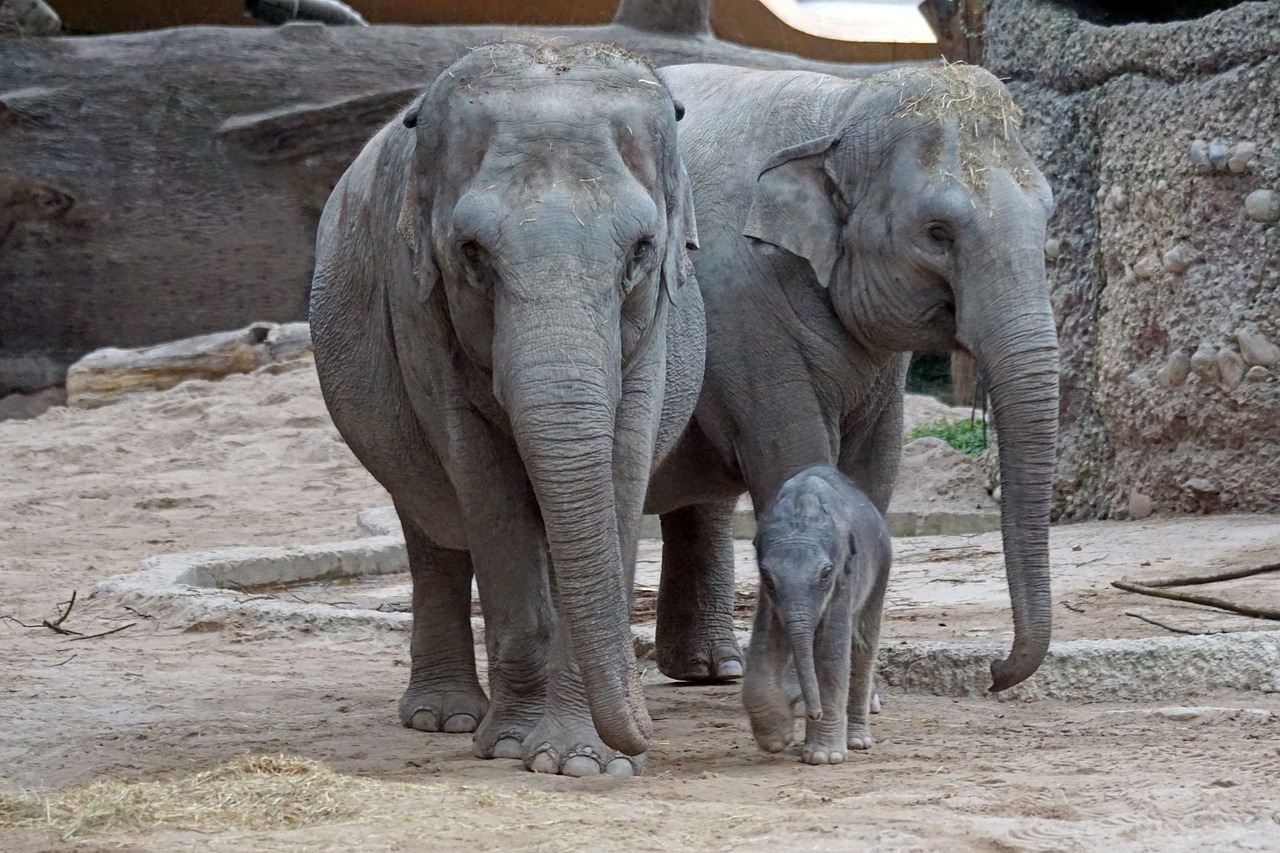 Gli elefanti asiatici seppelliscono i loro piccoli