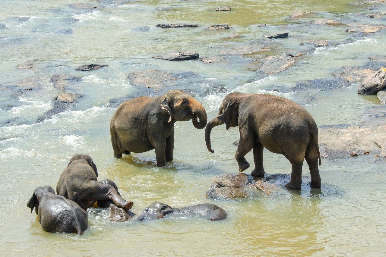 Gli elefanti asiatici seppelliscono i loro piccoli