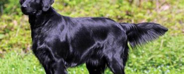 Flat-Coated Retriever: scopriamo questa razza