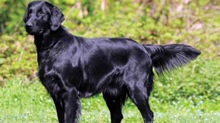 Flat-Coated Retriever: scopriamo questa razza