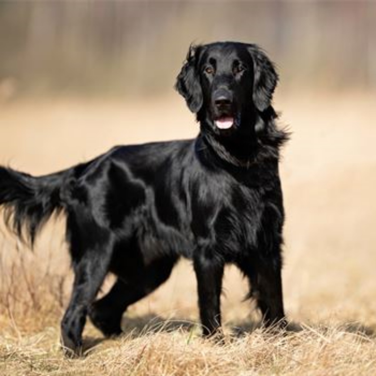 Flat-Coated Retriever: scopriamo questa razza