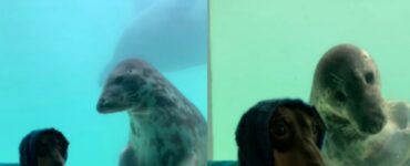 Foca e Bassotto fanno amicizia