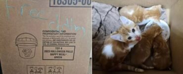 Gatti abbandonati in un cassonetto dei vestiti