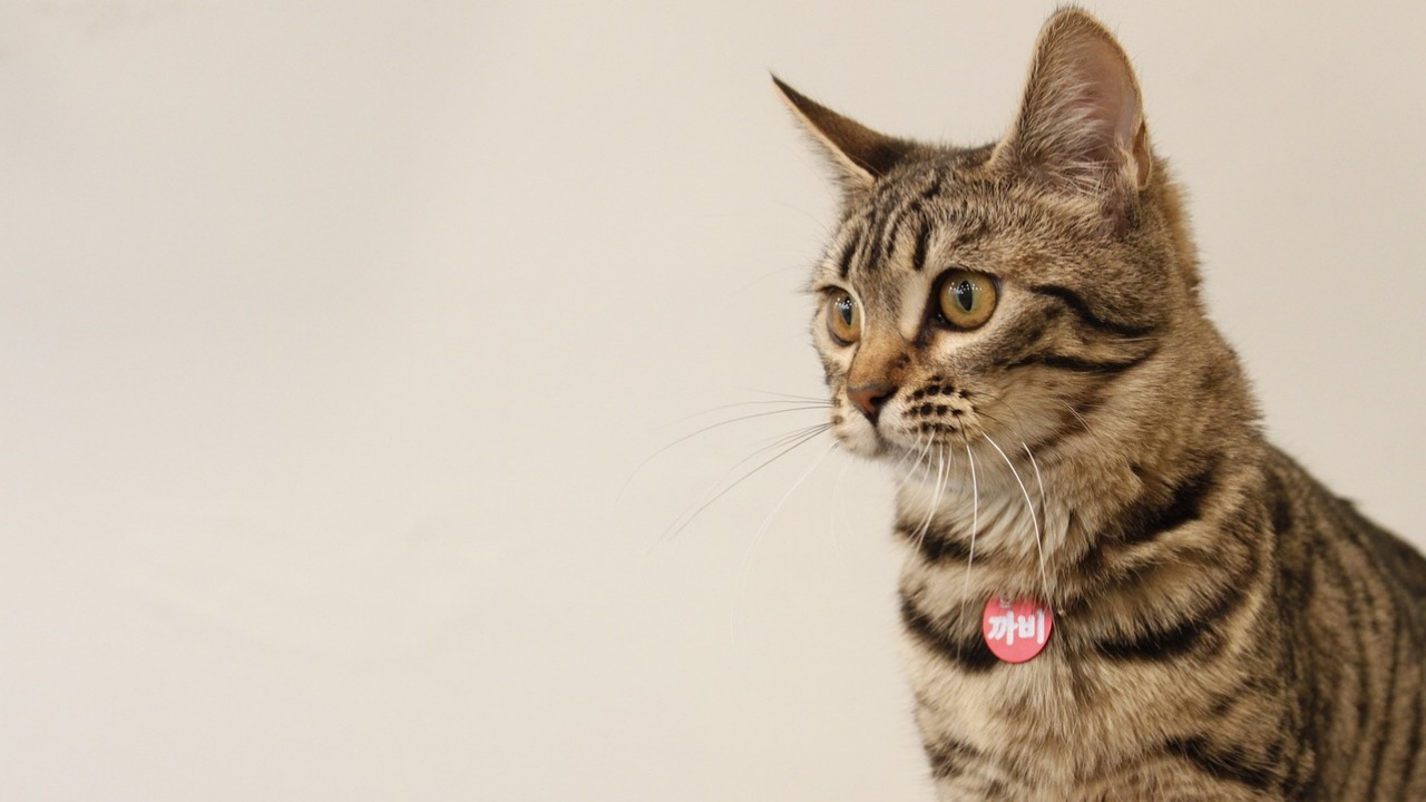 Gatto che dà meno allergia