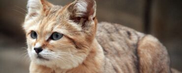 Gatto delle sabbie: conosciamo meglio questa specie animale