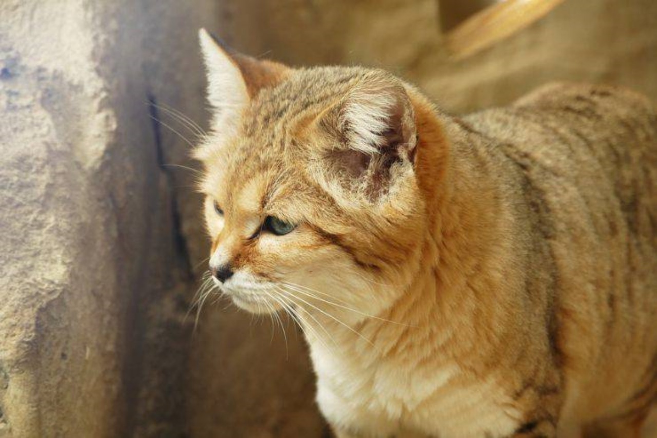 Gatto delle sabbie: conosciamo meglio questa specie animale