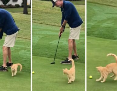 Gatto gioca Golf con il suo padrone
