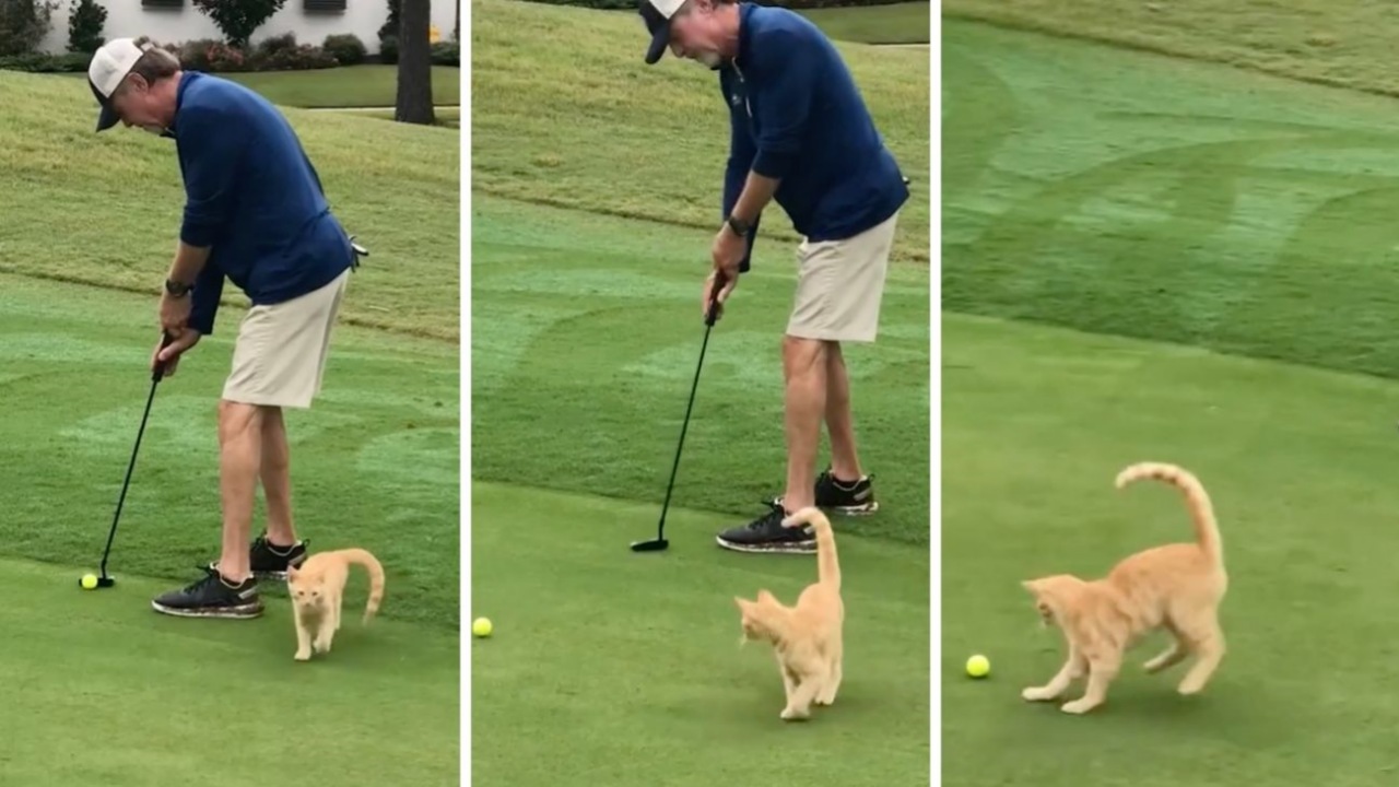 Gatto gioca Golf con il suo padrone