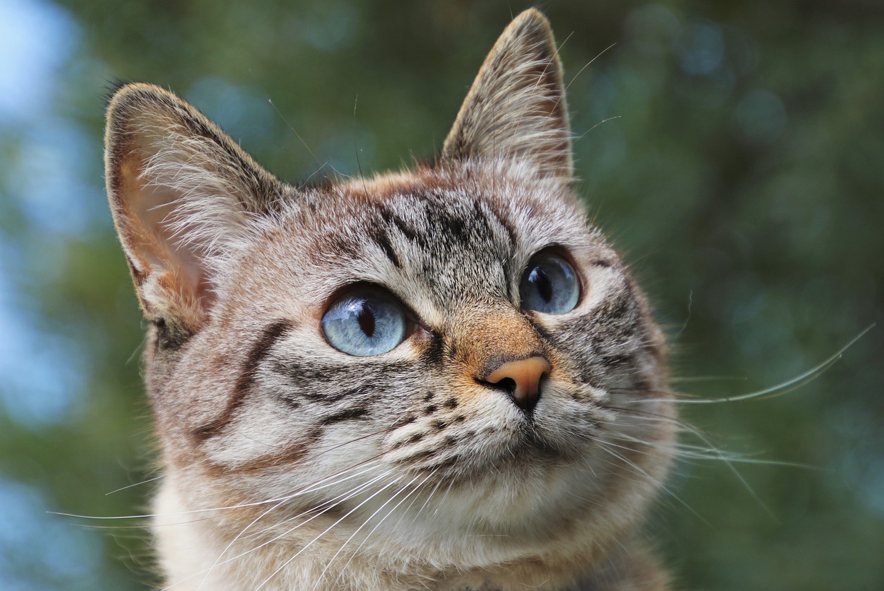 Gatto miagola nella notte?