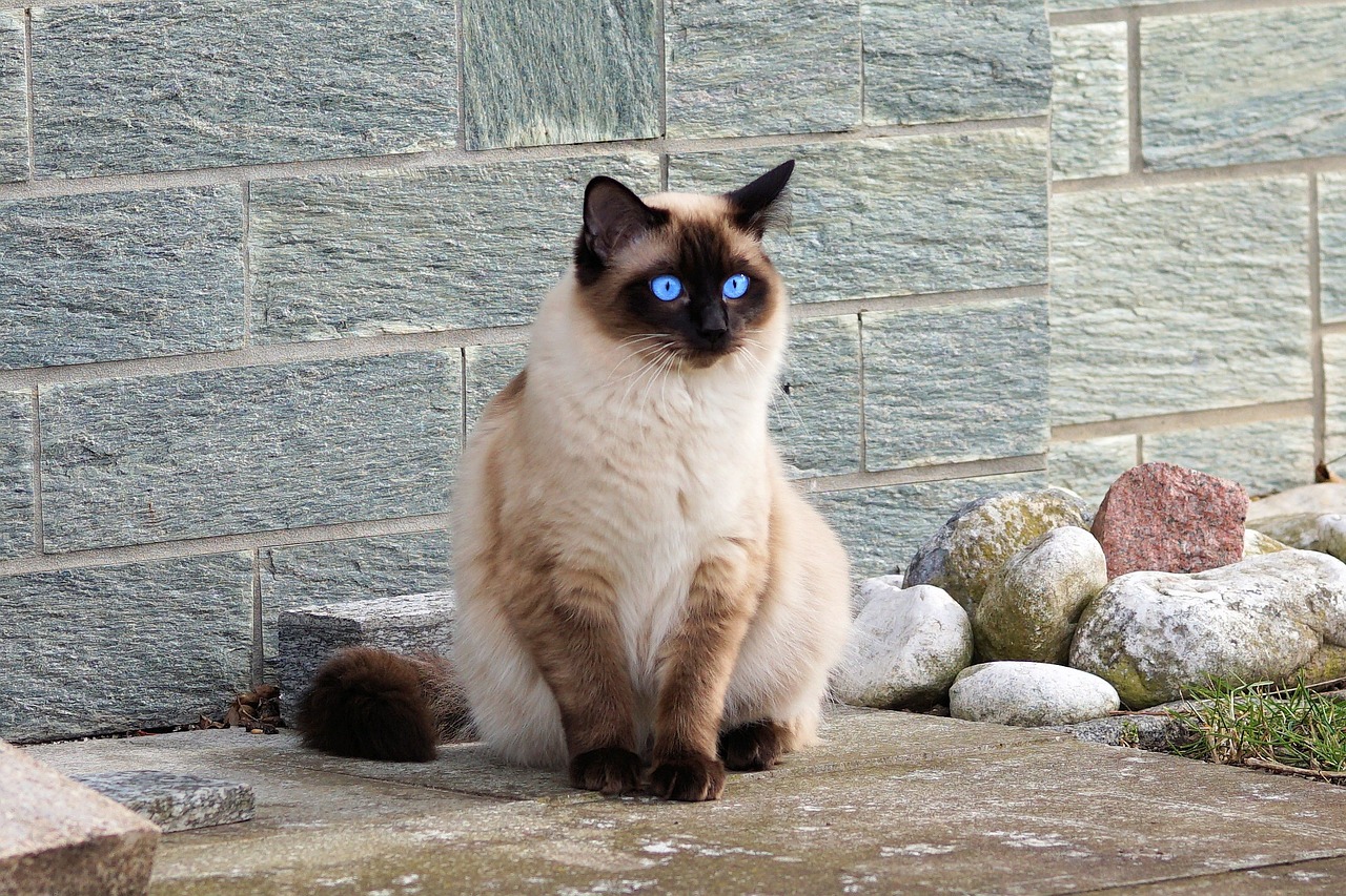 Gatto che dà meno allergia