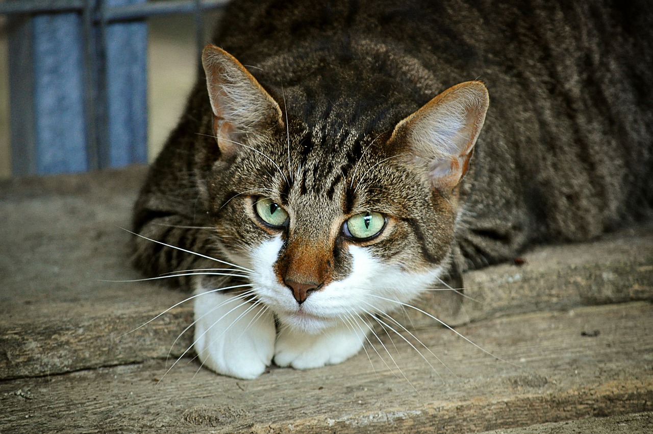 Gatto e proprietaria con la stessa malattia