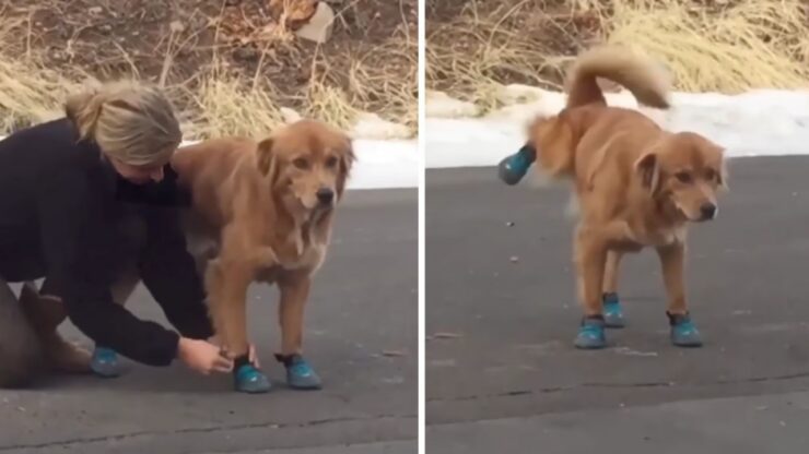 Golden Retriever indossa le scarpe