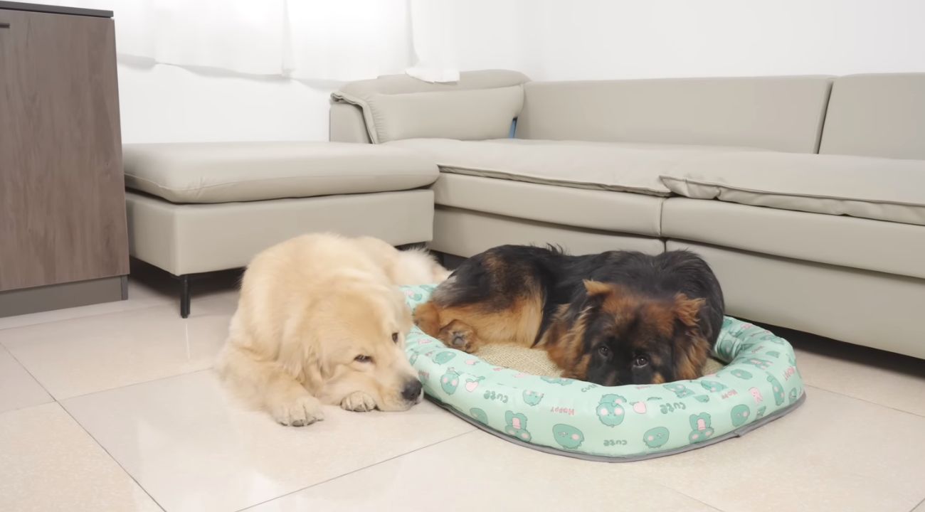 Golden Retriever e Pastore Tedesco lottano per il letto