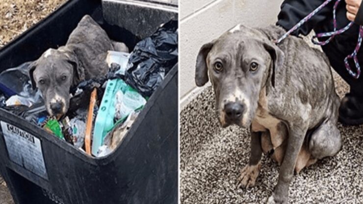 Madre abbandonata in un cassonetto senza i cuccioli