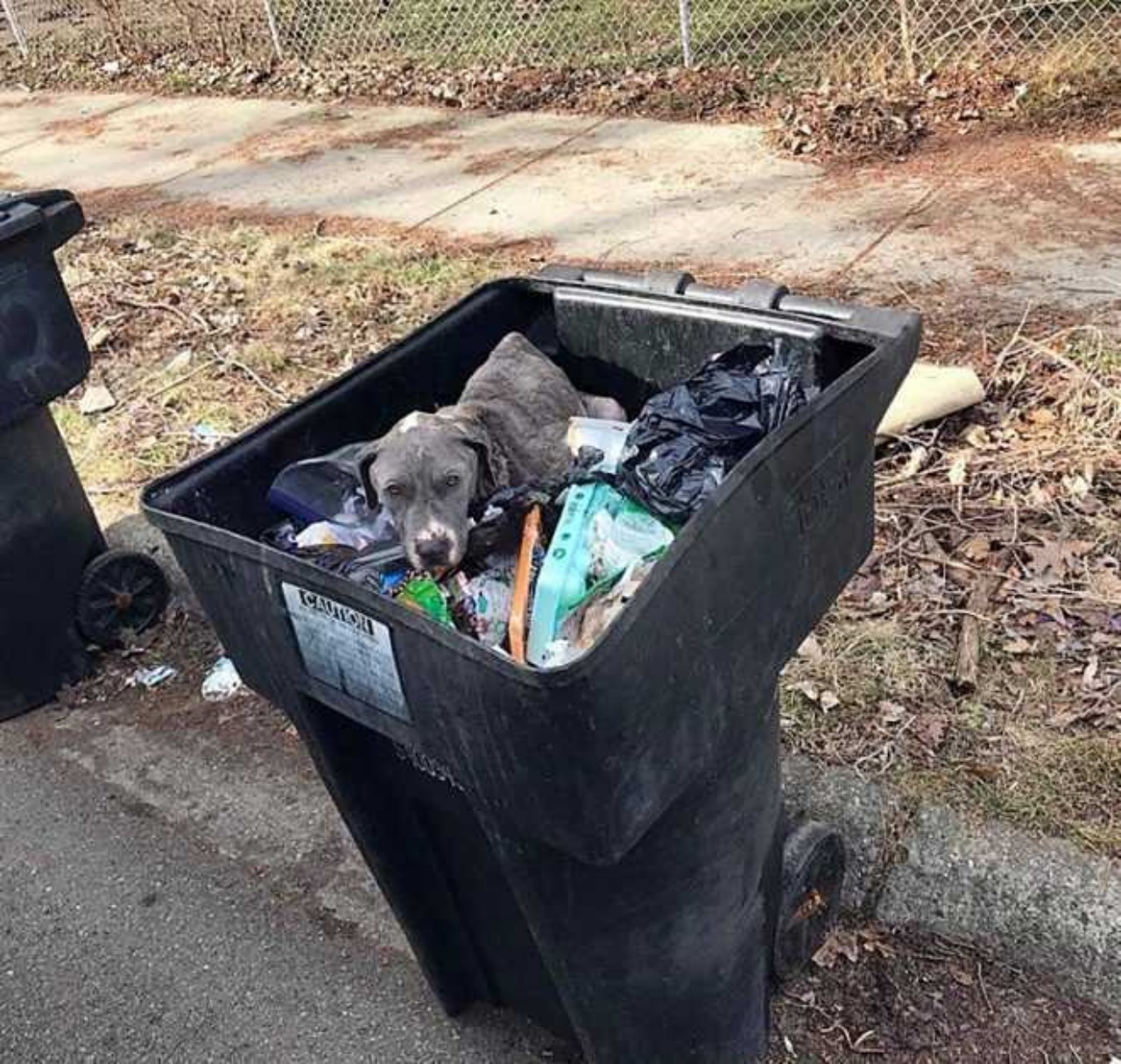 Madre abbandonata in un cassonetto senza i cuccioli